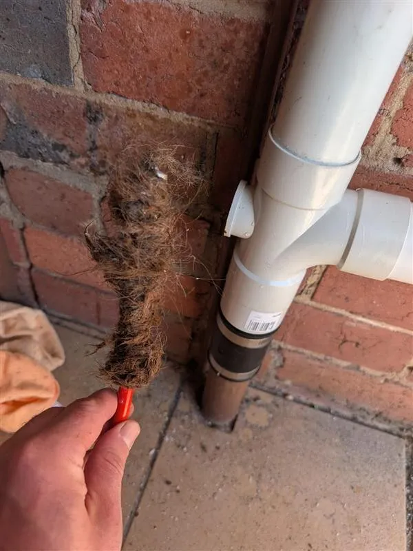 A long rope of hair and soap scum pulled from a shower drain line by a Zebra plumber