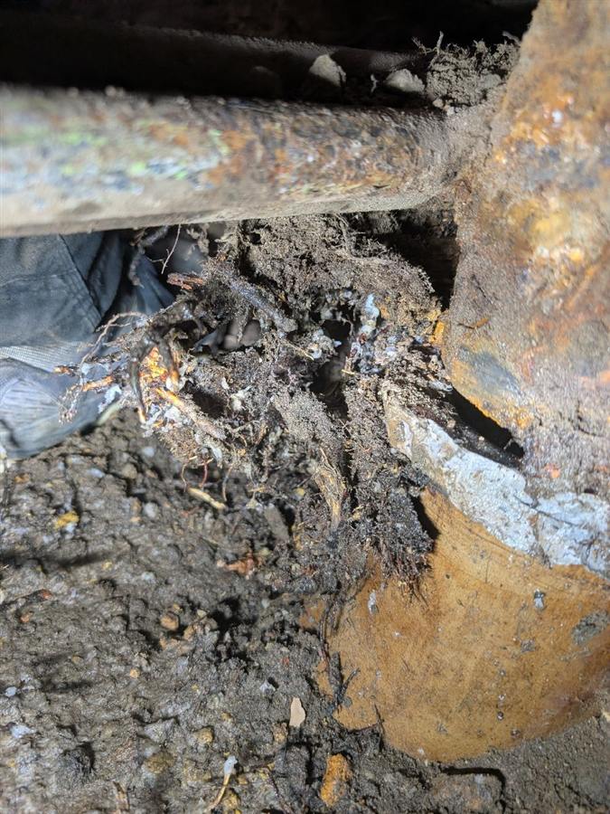 Excavated century-old earthenware sewer pipe shattered by tree roots
