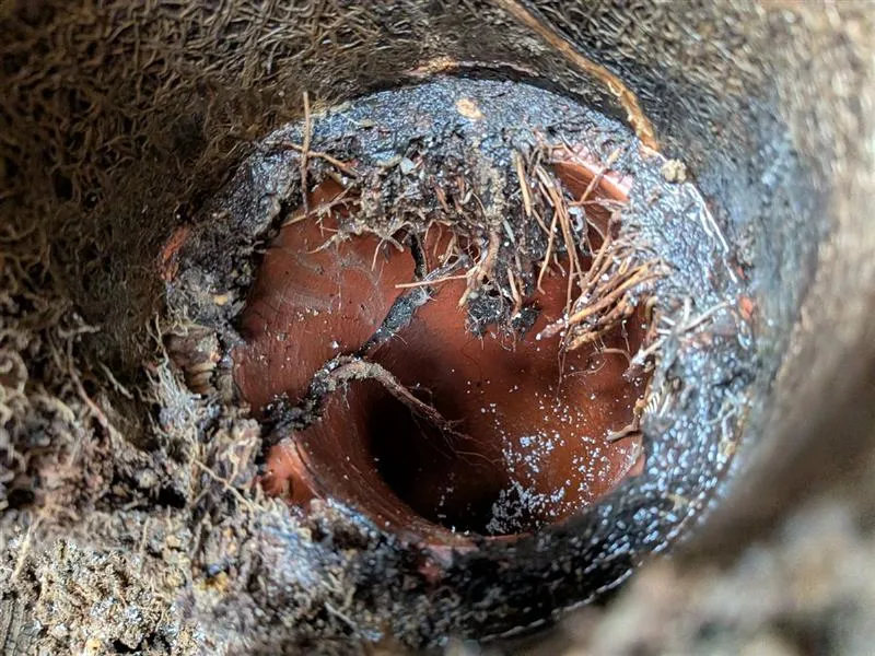 Tree roots growing into a clay sewer pipe through the joint, seen inside an excavated pipe