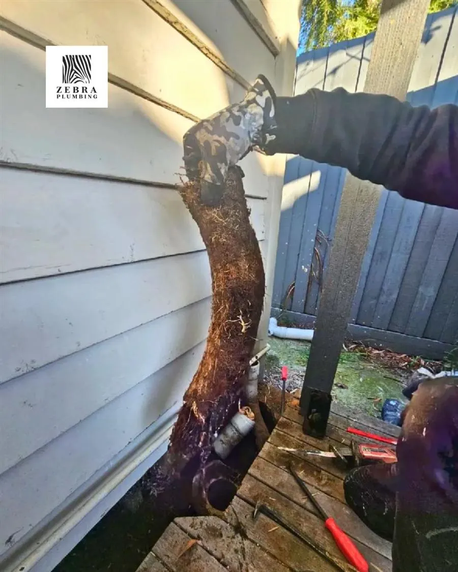 A mass of tree roots pulled from a blocked clay sewer by a Zebra licensed plumber